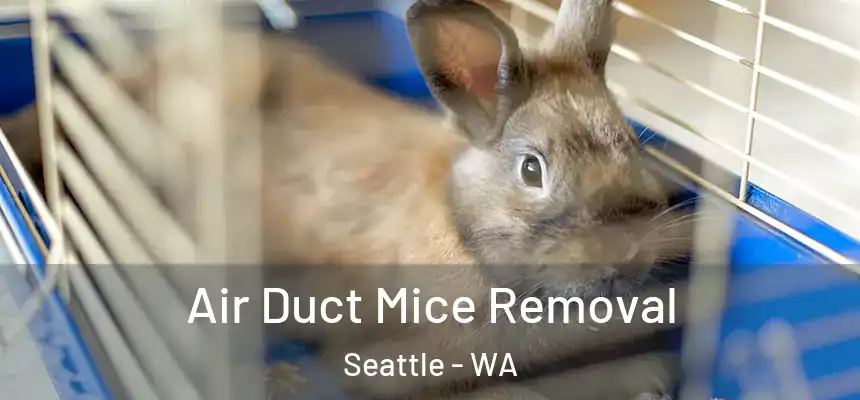 Air Duct Mice Removal Seattle - WA